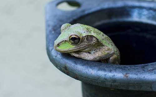 wildlife frog on gray surface frog