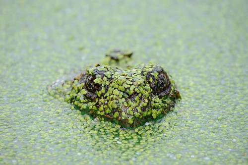 green frog soak on water nature