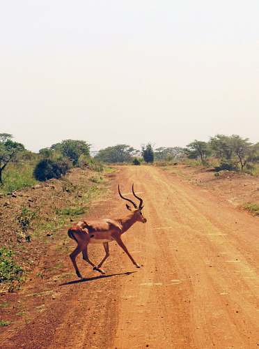 mammal gazelle on dirt road antelope