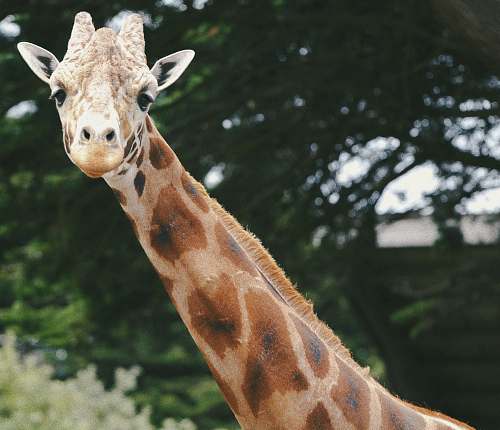 wildlife giraffe behind trees giraffe
