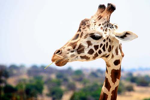 wildlife giraffe eating during daytime giraffe