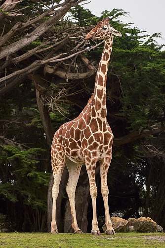 giraffe giraffe standing near tree at daytime wildlife
