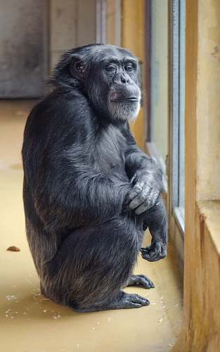 ape gorilla inside room mammal