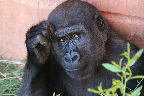Gorilla Images Pictures And Free Stock Photos