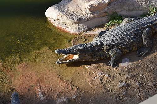 reptile gray alligator near body of water lizard