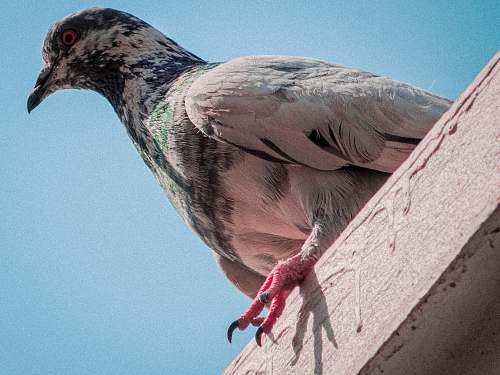 patna gray an black pigeon bihar