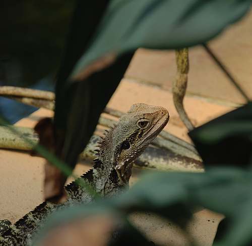 reptile gray and black bearded dragon iguana