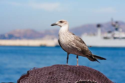 bird gray and black bird on net during daytime seagull