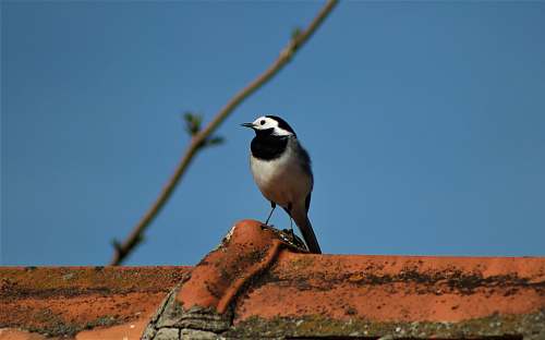 bird gray and black bird standing on roof jay