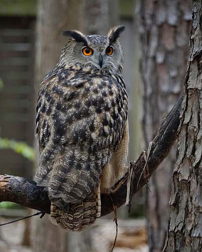 bird gray and black owl on tree branch during daytime owl