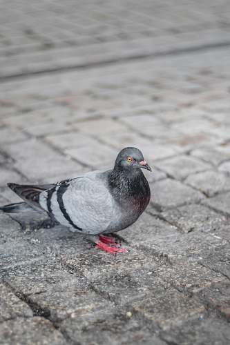 bird gray and black pigeon on ground grey