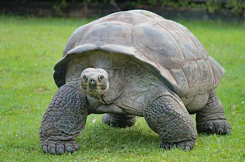 reptile gray and black turtle sea life