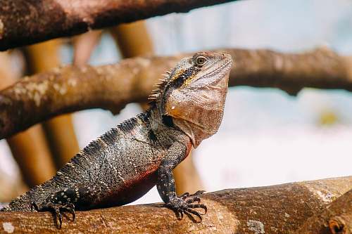lizard gray and brown bearded dragon reptile