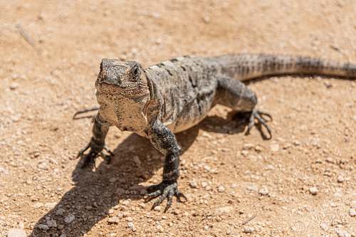 reptile gray and brown bearded dragon lizard