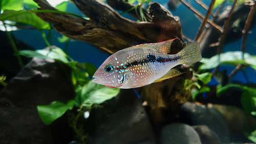 fish gray and pink fish swimming near plants water