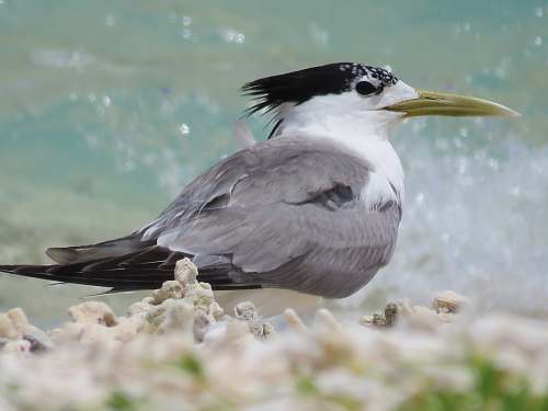 bird gray and white bird beak