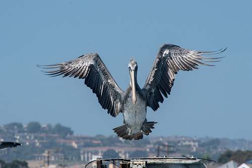 bird gray and white bird in mid air pelican