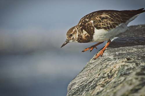 bird gray and white bird on rock beak