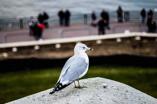 bird gray and white bird perched on gray solid surface seagull