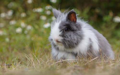 rabbit gray and white bunny bunny