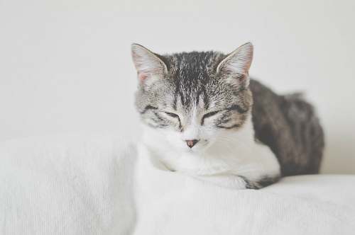 cat gray and white cat on white textile pet