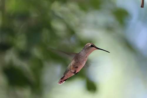 bird gray and white hummingbird hummingbird