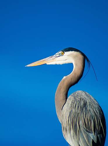 bird gray and white long-beak bird waterfowl