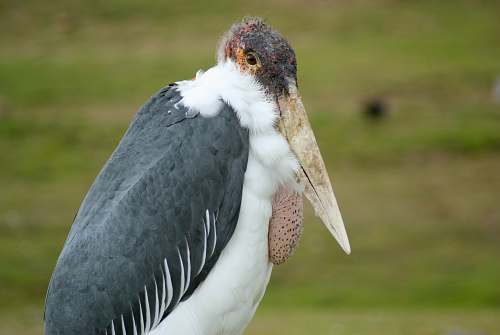 bird gray and white pelican vulture
