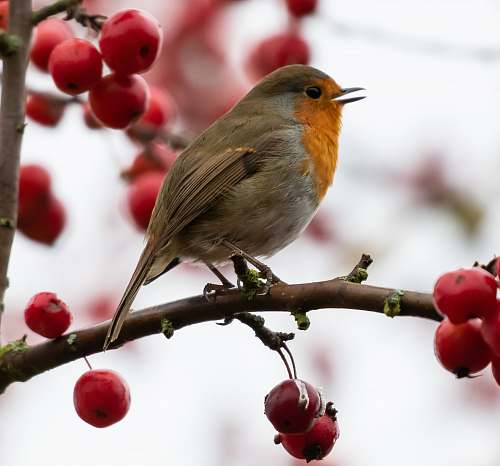 bird gray and yellow bird standing on tree branch robin