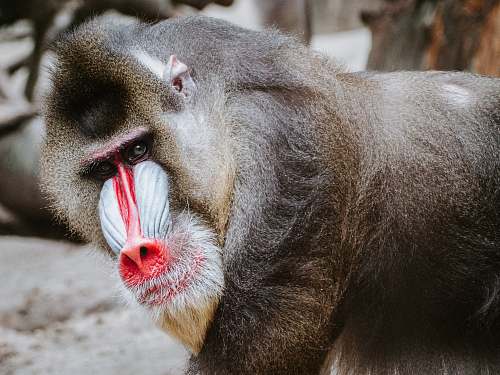 mammal gray Baboon monkey