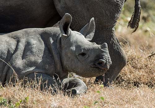 rhino gray baby rhinoceros wildlife
