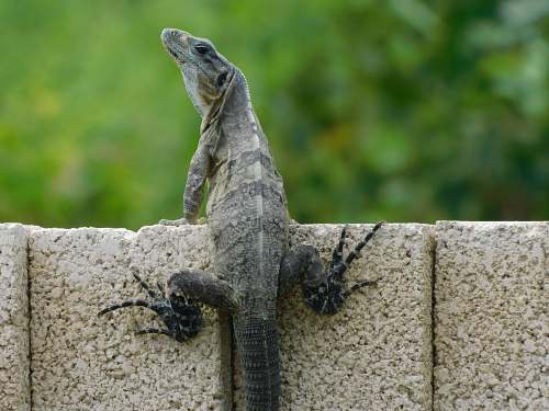 reptile gray bearded dragon lizard