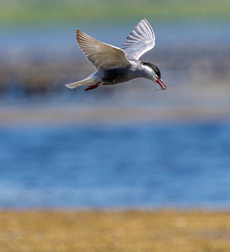 bird gray bird at daytime flying