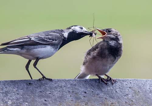 bird gray bird feeding another bird with spider fordham heath