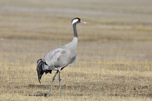 bird gray bird on grass crane bird