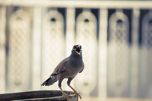 bird gray bird on pavement india
