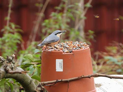 bird gray bird on pot bird feeder