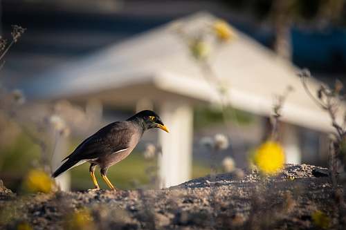 bird gray bird on sand agelaius