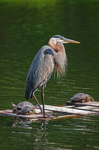 turtle gray bird on water sea life