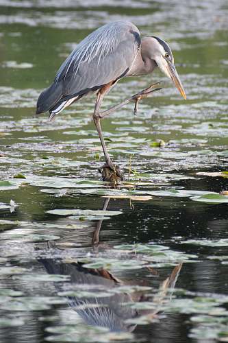 waterfowl gray bird on water stork