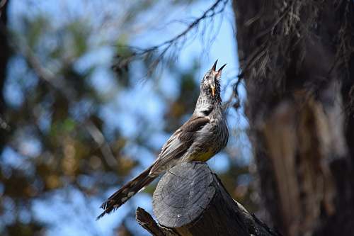 bird gray bird perched on tree branch jay