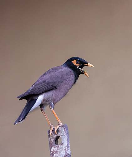 bird gray bird perching on brown metal part india