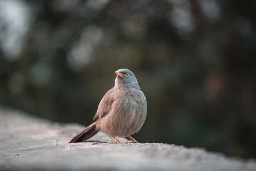 bird gray bird perching on rock sparrow