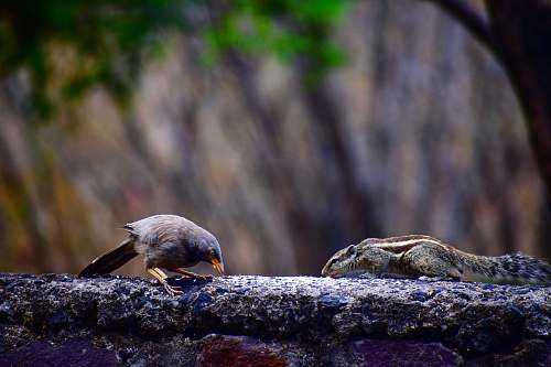 bird gray birds lizard