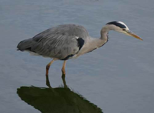 bird gray, black, and white crane bird on body of water heron