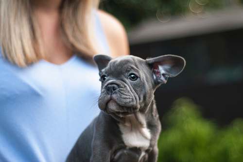 dog gray Boston terrier puppy pet
