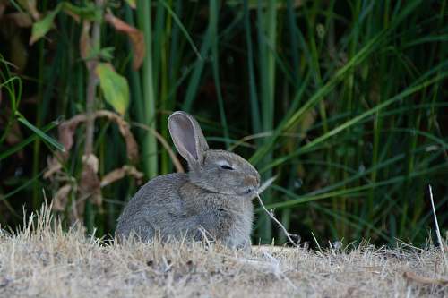 mammal gray bunny sitting on dried grass kangaroo