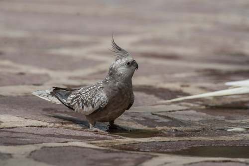 bird gray cockatiel grey