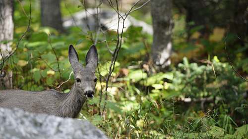 mammal gray deer behind rock kangaroo