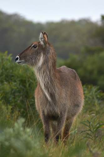 kangaroo gray deer wallaby